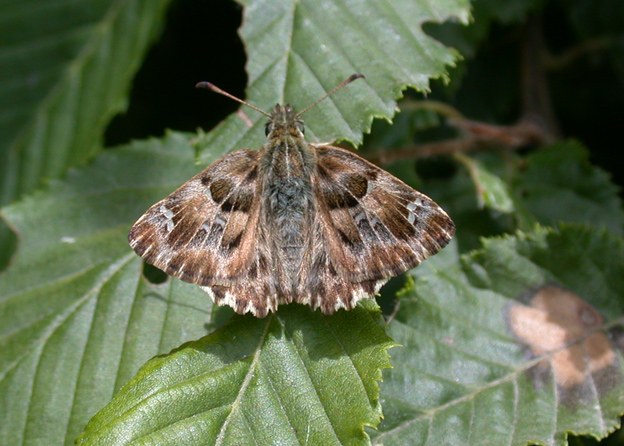 Carcharodus alceae